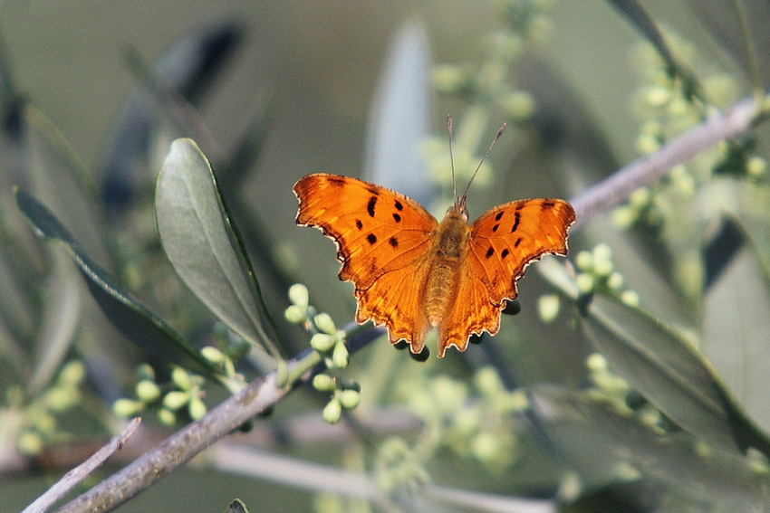 farfalle e uliveti